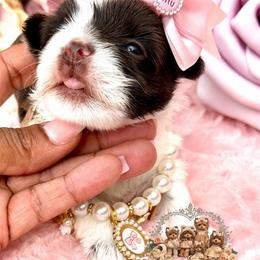 DuChese - Chocolate, tan and white female Yorkshire Terrier puppy in Prosper, Texas from DaintyDawlz