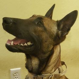 Belgian Malinois from D-Dog Stud Services