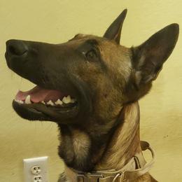 Belgian Malinois from D-Dog Stud Services