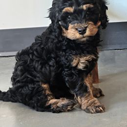 Hogan - Black and chalk male Australian Labradoodle puppy in Harrisonville, Missouri from Blessed Day Doodles