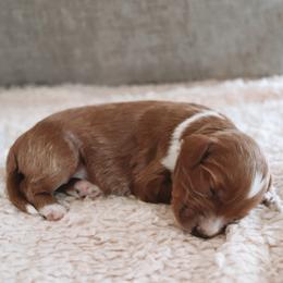 Fig - Red  male Goldendoodle puppy in Austin, Texas from Cedarcrest Goldendoodles