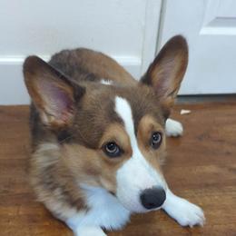 Butter - Pembroke Welsh Corgi