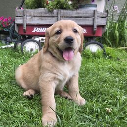 Taylor - Light golden female Golden Retriever puppy in Minneapolis, Minnesota from City Goldens