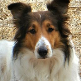 Scottish Collie  All Grown Up from Franklin Farm Collies