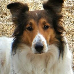 Scottish Collie  All Grown Up from Franklin Farm Collies