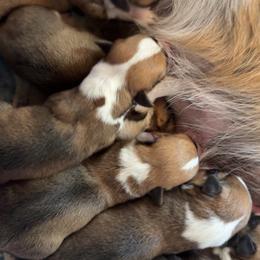 F6 - Red female Pembroke Welsh Corgi puppy in Los Angeles, California from Limitless Huskies