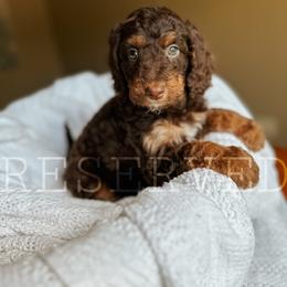 Goldendoodle Puppies from Glamorous Golden Doodles