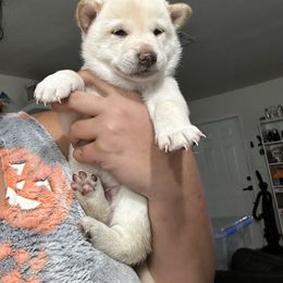 Mochi- rice cake - Cream female Shiba Inu puppy in Lehigh Acres, Florida from SWFL Happy Dogs