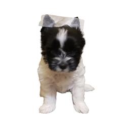 Nova - Parti female Yorkshire Terrier puppy in Mattoon, Illinois from Strohlz Yorkies