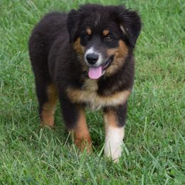 Makenzie - Australian Shepherd puppy from Maggie Withers' Australian Shepherds