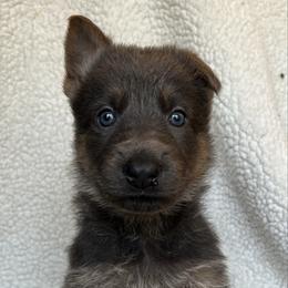 Green collar - Blue female German Shepherd puppy in Allentown, Pennsylvania from VMH Shepherds