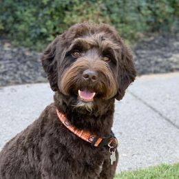 Sammie - Australian Labradoodle