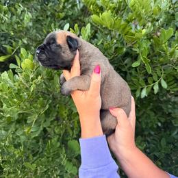 Fawn Girl - Fawn female Bullmastiff puppy in San Antonio, Texas from Blushing Dawn Bullmastiffs