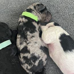 Dealer - Merle male Sheepadoodle puppy in Buford, Georgia from Guppy Puppies