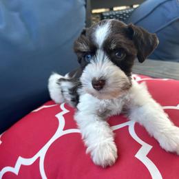 Alley - Parti female Miniature Schnauzer puppy in Canyon Lake, Texas from Chambers Schnauzers