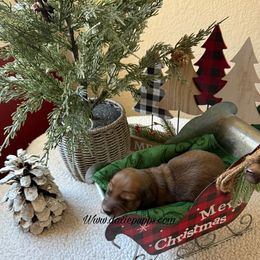 Santa - Cream male Dachshund puppy in Perris, California from Doxie_pupps