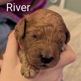 River (Yellow collar) - Red  male Goldendoodle puppy in Citrus Heights, California from Grandpaw's Golden Doodles