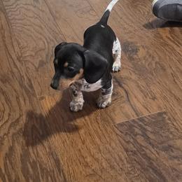 Boy 2 - male Dachshund puppy in Eatonville, Washington from Fritz Family Friends