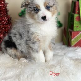Australian Shepherd Puppies from Spectacular Aussies