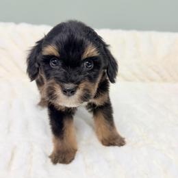 Midnight Cider 'Middy' - Phantom male Goldendoodle puppy in Springfield, Ohio from Dawson & Daryn's Royal Companions