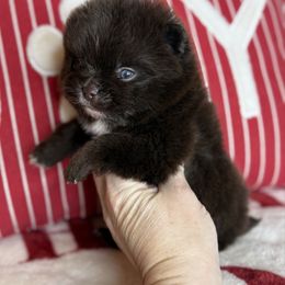Chocolate Chip - Chocolate male Pomeranian puppy in Kilgore, Texas from 5 Star Poms