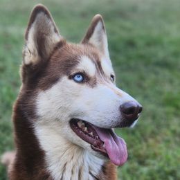 Koa - Siberian Husky