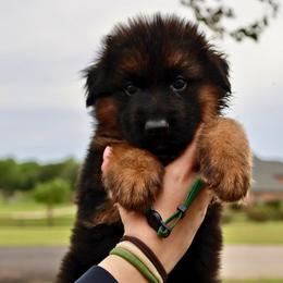Killer Kroc - Black and red male German Shepherd puppy in Canton, Texas from WILDWOOD GERMAN SHEPHERDS
