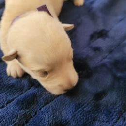 Dark Purple - Wheaten female Scottish Terrier puppy in Carson City, Nevada from McCulley's Battle Born Scotties