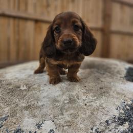 Cooper 2200 - Red male Dachshund puppy in Anaconda, Montana from Montana Country Dachshunds