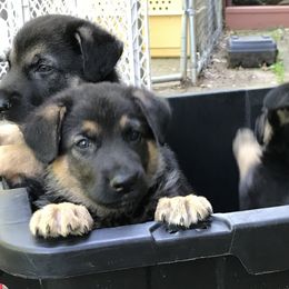 German Shepherd Puppies from Sandy’s Shepherds