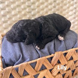 Lily - Black female Poodle puppy in Athens, Georgia from Alexander’s Standard Poodles