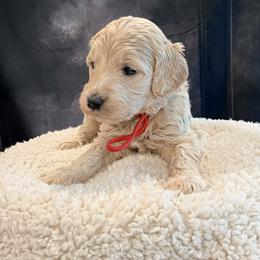 You are my sunshine - Cream female Goldendoodle puppy in Houston, Texas from Were The Mack'Doodles