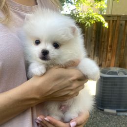Bentley - White male Pomeranian puppy in Citrus Heights, California from Yev and Marina's Pomeranians (AKC)