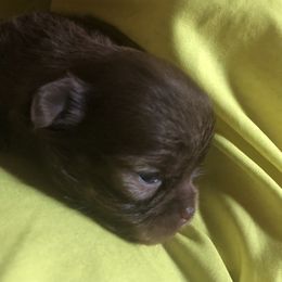 Aunt Bee - Chocolate female Chihuahua puppy in Amelia, Virginia from Pannell’s Precious Pups