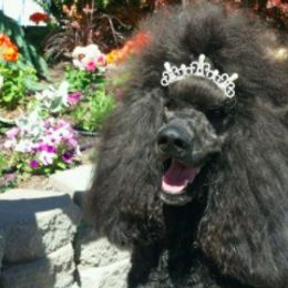 Miniature Schnauzers and Poodles from Tropheous