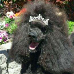 Miniature Schnauzers and Poodles from Tropheous