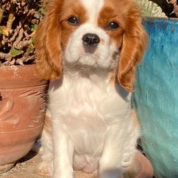Cavalier King Charles Spaniel and Poodle Puppies from Central Coast Standard Poodles & Cavaliers
