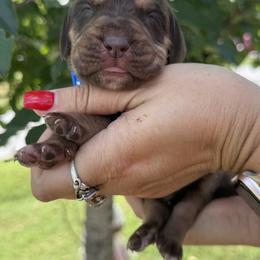Blue - Liver and tan male Bloodhound puppy in Lynchburg, Virginia from Bloodhound Life