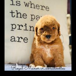 Girl 1 - Red female Australian Labradoodle puppy in Florence, New Jersey from Royal Manor Labradoodles