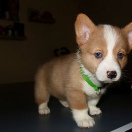 Oscar - Red merle and white male American Corgi puppy in Kennewick, Washington from Corgis of Tricities