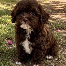 Brown Collar Girl - Brown female Cavapoo puppy in Gilbert, Arizona from Azteddybeardoodles
