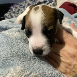Duke Luxe - White and tan male Russell Terrier puppy in Missouri from Royal Russells Ranch