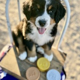 Betty Spaghetti - Bernese Mountain Dog puppy from Diamond U Berners