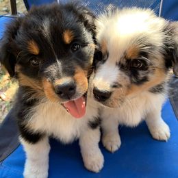 Australian Shepherds from Happy Trails Farm Aussies