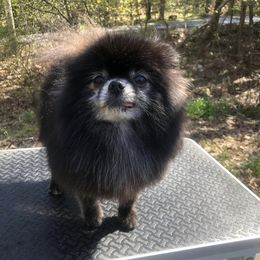 Pomeranians from JenL Poms