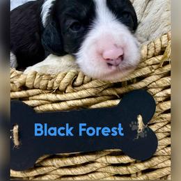 Black Forest - Black and chalk male Australian Labradoodle puppy in Sacramento, California from Delta Breeze Labradoodles