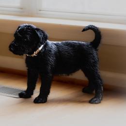 Elsa-White Collar - Black female Giant Schnauzer puppy in Bessemer, Alabama from The Copper Cottage Canines