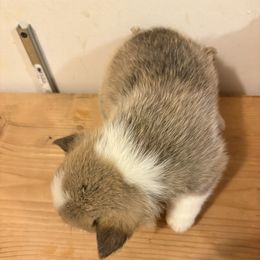 American Corgi and Australian Shepherd Puppies from KC Bar