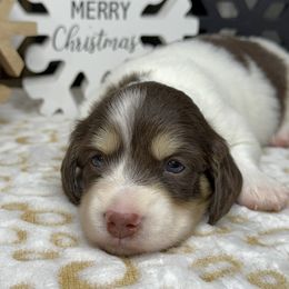 Spice - Piebald male Dachshund puppy in Cherry Valley, California from Sugar and Spice Dachshunds