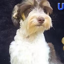 Brew - Miniature Schnauzer